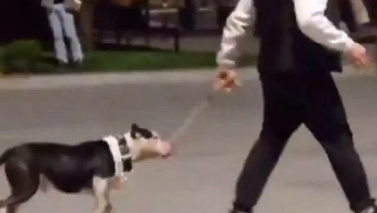Ağızlığı Olmayan Pitbull, Diğer Köpeklere Saldırdı: Sahibine Cezalı Son