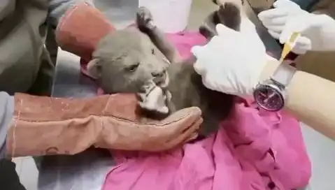Karabük'te Yavru Bozayı Bulundu: Doğanın Nadir Güzelliklerinden Biri