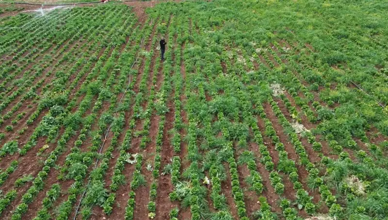 Marul Hasadında Kuraklığın Yol Açtığı Kriz Derinleşiyor