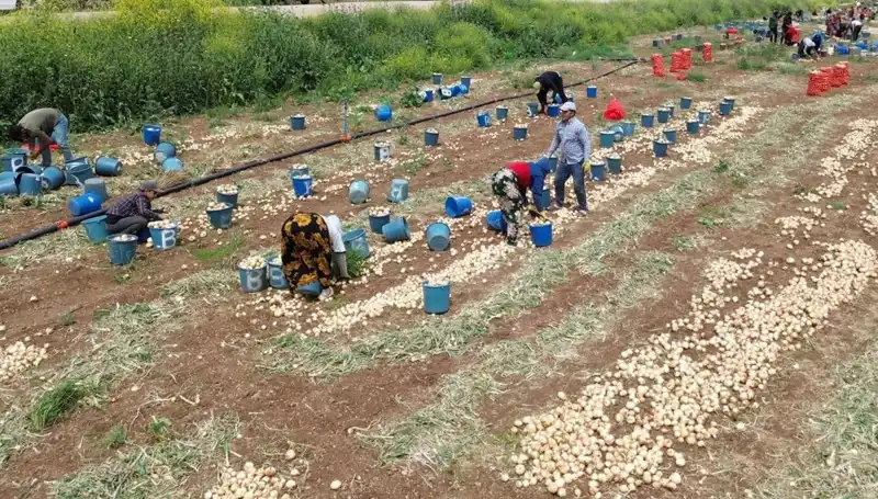 Bu Yıl Soğan Hasadı Başladı, Fiyatlar Hızla Düşüyor