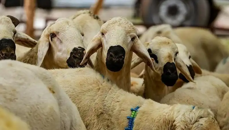 Kurban Bayramı 2025: Kurban Kesmenin Dini Hükümleri ve İpuçları