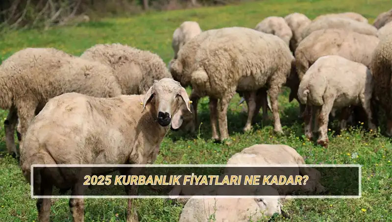 2025 Kurbanlık Fiyatları: Büyükbaş ve Küçükbaş Kurbanlıkların Piyasa Değeri