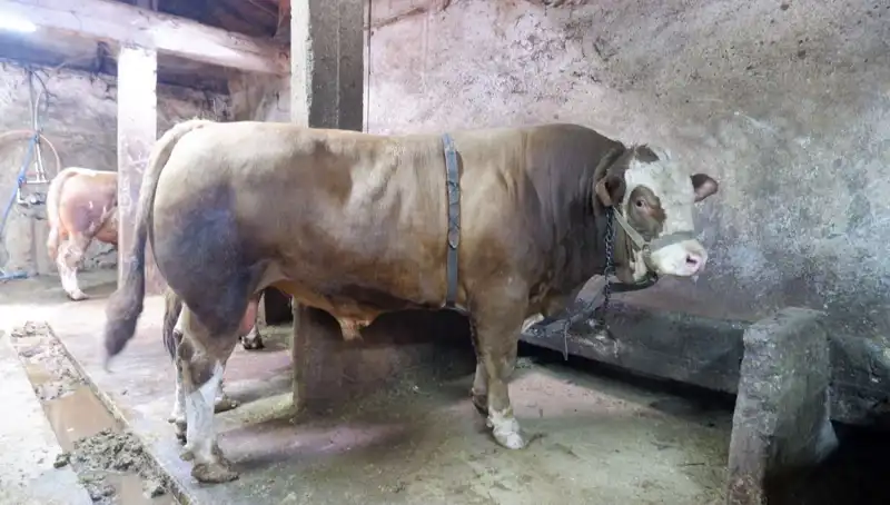 Tam 1 Ton 200 Kilo Ürün Alıcısını Buldu, Şok Fiyatı ile Gündem Oldu