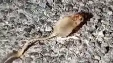 Tunceli'de Nadir Görülen Arap Tavşanı Doğa Severleri Büyüledi